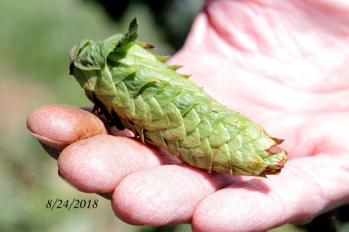 Chinook Whole Cone Hops - Virginia Grown - 1 oz